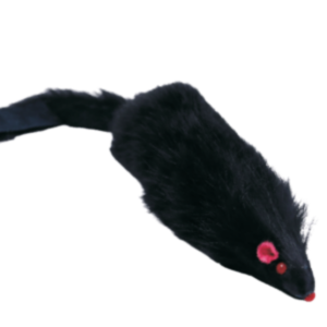 Rato Preto Pele Cat BioStar